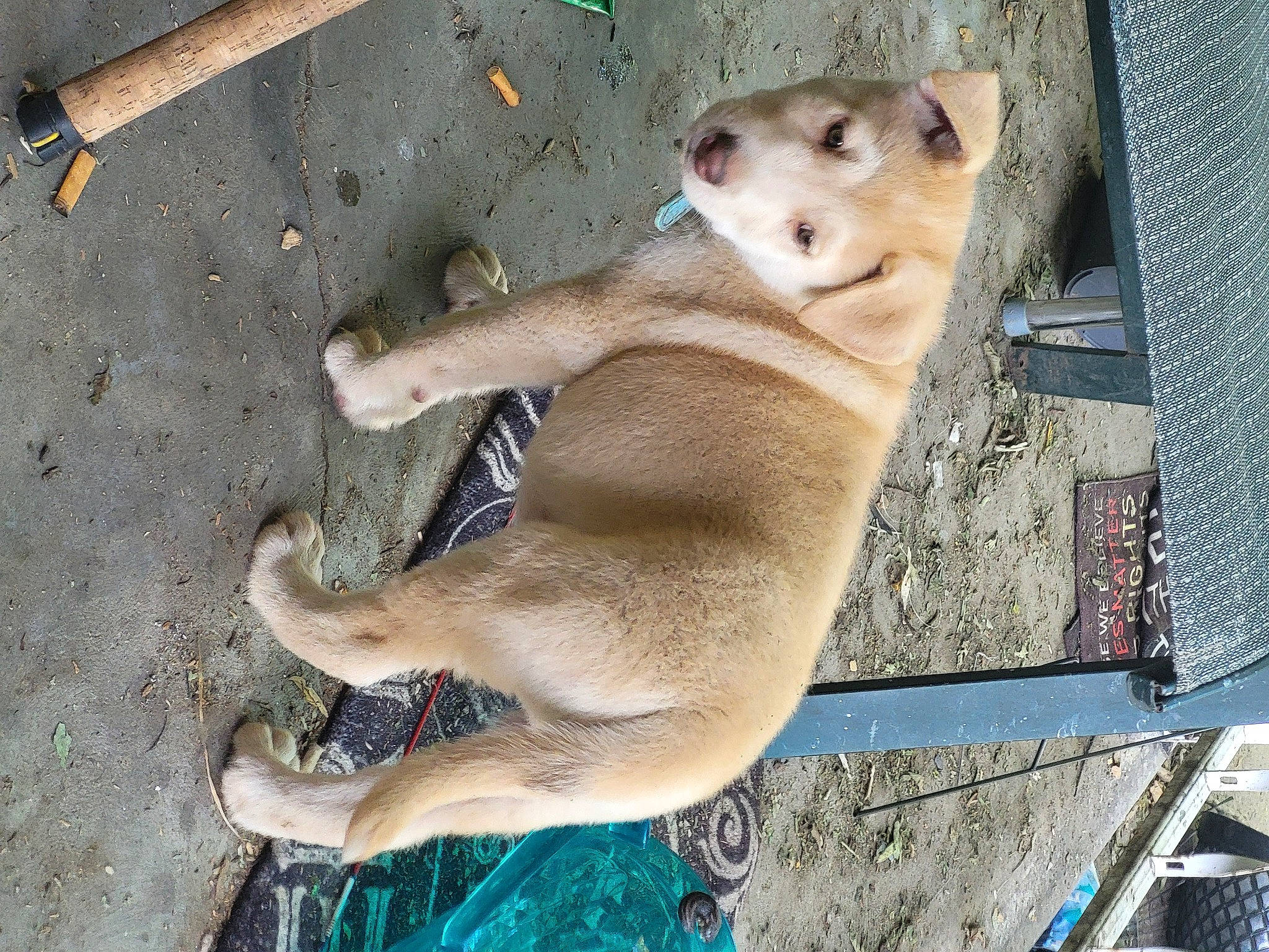 Copperhead joined the competition — help win amazing prizes! ancient_dog_breeds, canidae, carnivore, companion_dog, dog, dog_breed, fawn, non_sporting_group, paw, pet_supply, snout, sporting_group, tail, terrestrial_animal, wildlife, working_animal