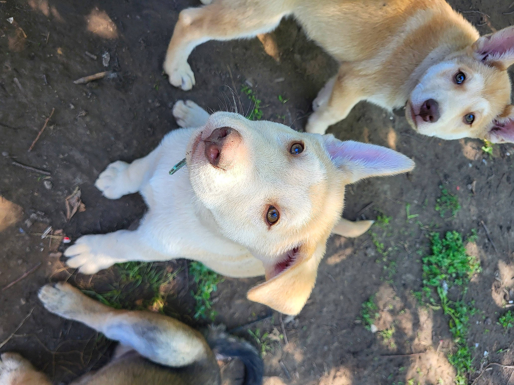 Copperhead joined the competition — help win amazing prizes! canidae, carnivore, companion_dog, dog, dog_breed, dog_supply, fawn, fur, mammal, non_sporting_group, paw, snout, sporting_group, tail, terrestrial_animal, working_animal