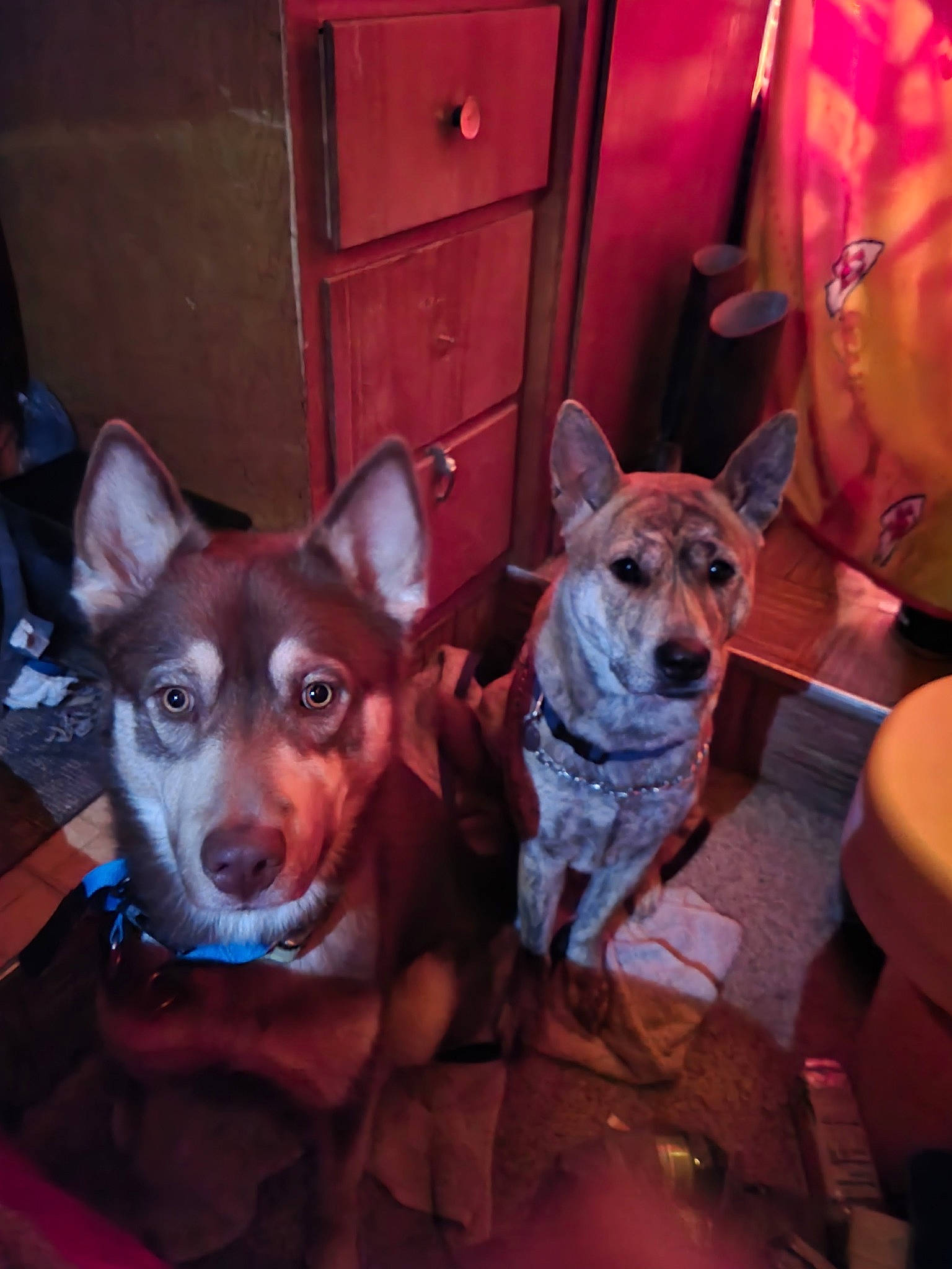 Finrer is registered to the contest to win money with this photo: cabinetry, canidae, carnivore, chair, companion_dog, dog, dog_breed, door, drawer, fawn, fun, fur, guard_dog, non_sporting_group, snout, sporting_group, tableware, toy_dog, whiskers, working_animal