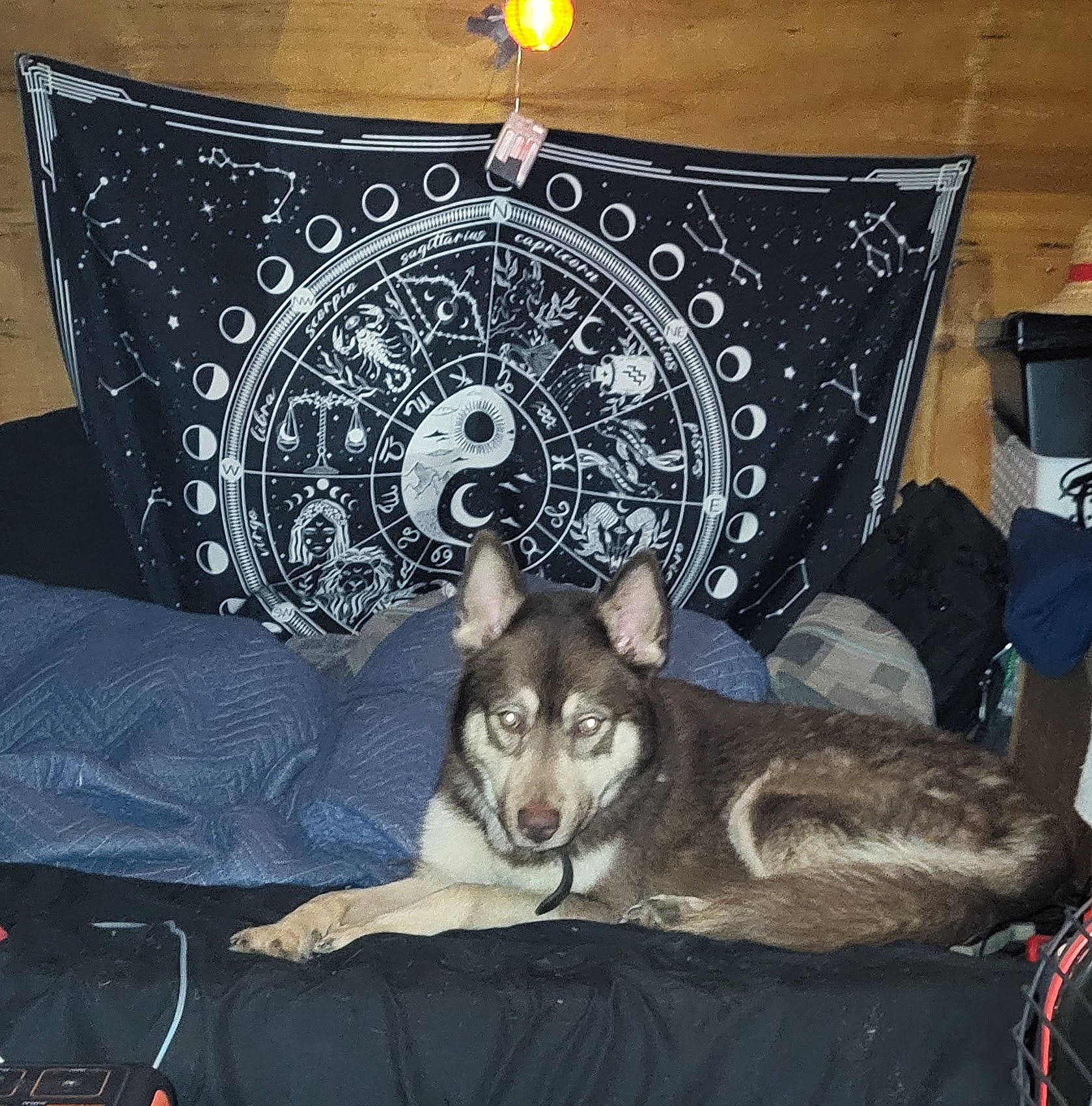 Finrer is registered to the contest to win money with this photo: canidae, carnivore, comfort, companion_dog, couch, dog, dog_breed, dog_supply, fashion_accessory, lamp, linens, mammal, pattern, pillow, room, sitting, sleeve, sporting_group, t_shirt, vertebrate