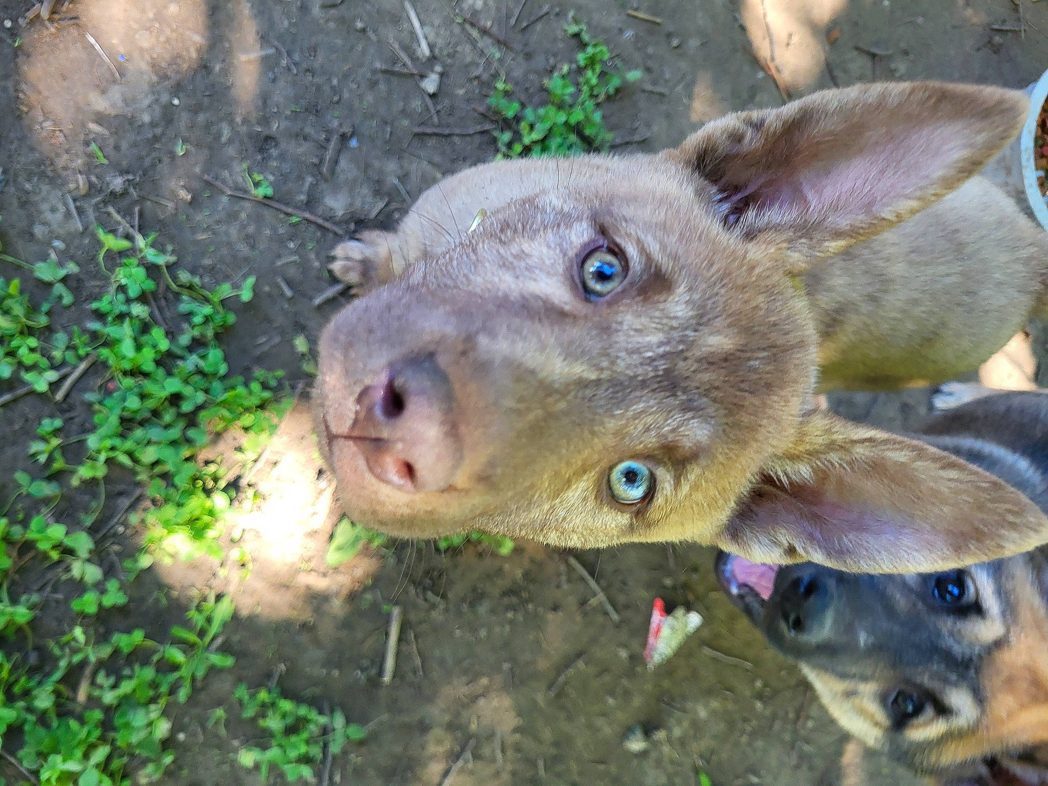 Actaeon joined the competition — help win amazing prizes! canidae, dog_breed, fawn, grass, liver, organism, plant, snout, sporting_group, terrestrial_animal, terrestrial_plant, whiskers, wildlife, working_animal