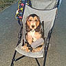 puppy, dog, stroller, outdoor, path, backpack, jeans, pet, animal, leash, nature, grass, walk, cute, young_dog, canine, pet_accessory, resting, daylight, walkway