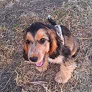 Bayko participe au concours pour gagner de l'argent avec cette photo : dog, puppy, outdoor, grass, animal, pet, happy, playful, brown, black, fur, ears, tongue, nature, young, canine, cute, walking, grassland, daytime