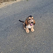 Bayko participe au concours pour gagner de l'argent avec cette photo : animal, black, brown, canine, cute, dog, ears, fluffy, fur, grass, happy, nature, outdoor, pet, puppy, road, sitting, tail, tongue_out, young