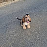 animal, black, brown, canine, cute, dog, ears, fluffy, fur, grass, happy, nature, outdoor, pet, puppy, road, sitting, tail, tongue_out, young