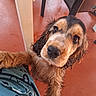 dog, puppy, wet_fur, looking_up, indoor, floor, furniture, table_leg, chair_leg, person, clothing, blue_shirt, heart_pattern, cute, pet, animal, curious, close_up, adorable, paw
