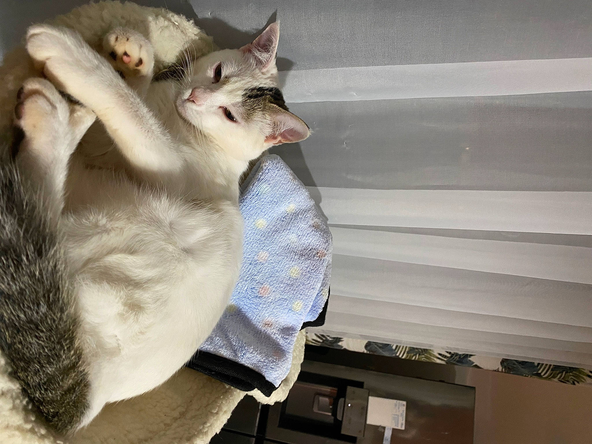 Cannelle a rejoint le concours — aidez-le/la à gagner de superbes lots ! carnivore, cat, cat_furniture, claw, comfort, domestic_short_haired_cat, fawn, felidae, fur, gesture, nap, paw, small_to_medium_sized_cats, snout, tail, thai, tonkinese, whiskers, window, window_covering