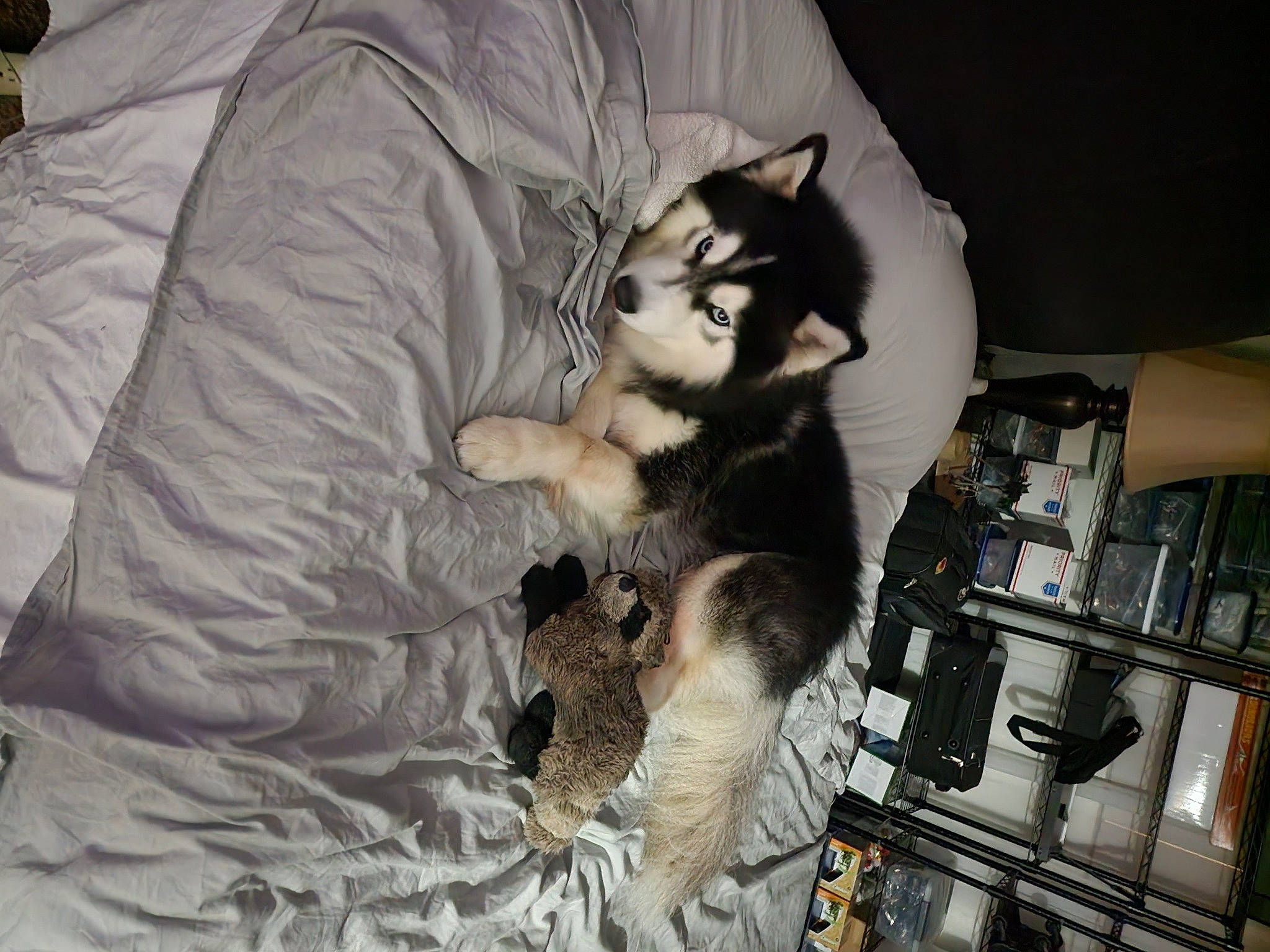 Fenrir is registered to the contest to win money with this photo: bed, canidae, carnivore, cat, comfort, dog_breed, domestic_short_haired_cat, duvet, felidae, fur, linens, nap, paw, room, small_to_medium_sized_cats, tail, whiskers