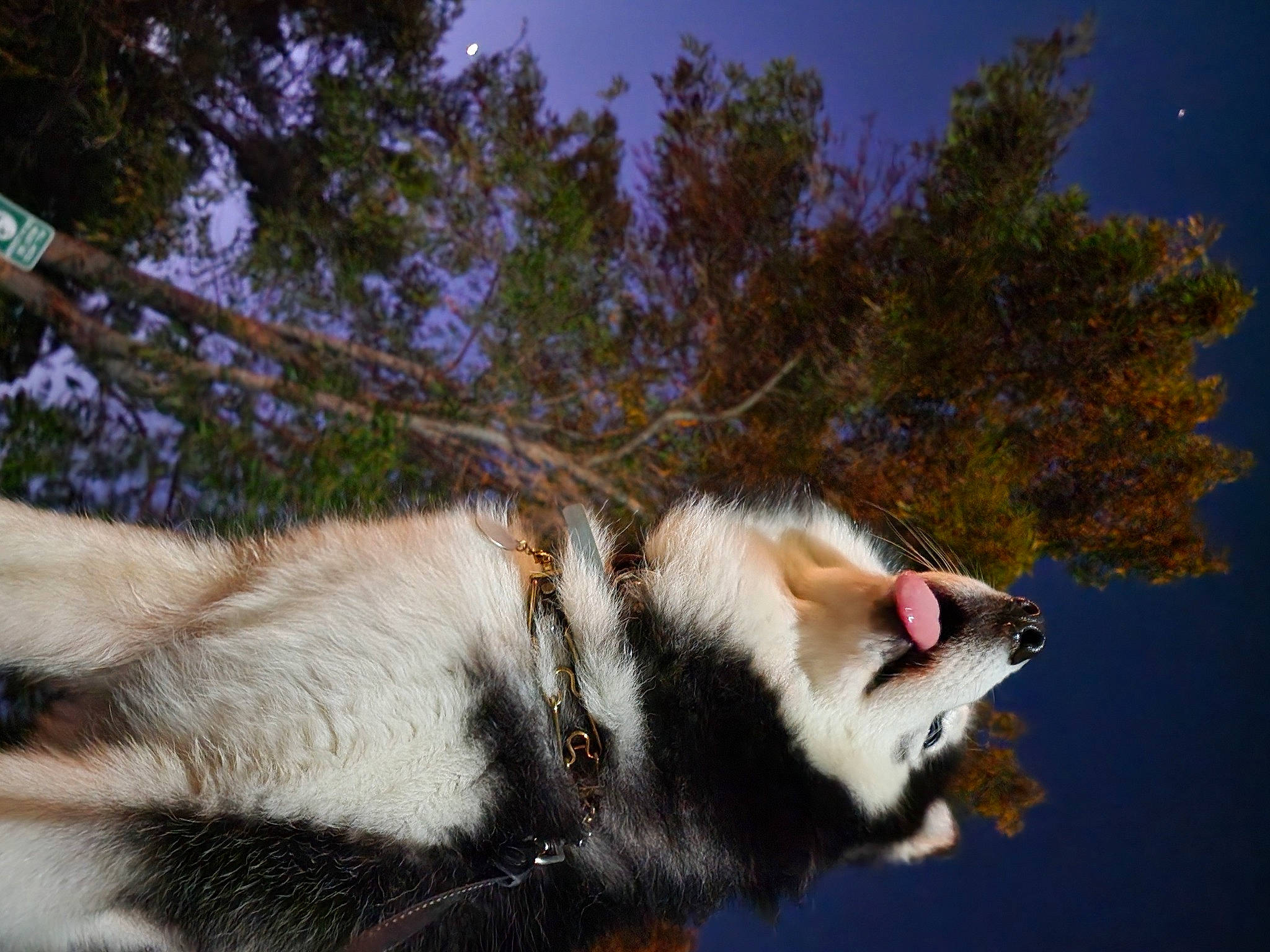 Fenrir joined the competition — help win amazing prizes! canidae, canis, carnivore, collar, dog, dog_breed, fang, fawn, fur, plant, sky, sled_dog, snout, sporting_group, tail, terrestrial_animal, tree, whiskers, winter, wolf