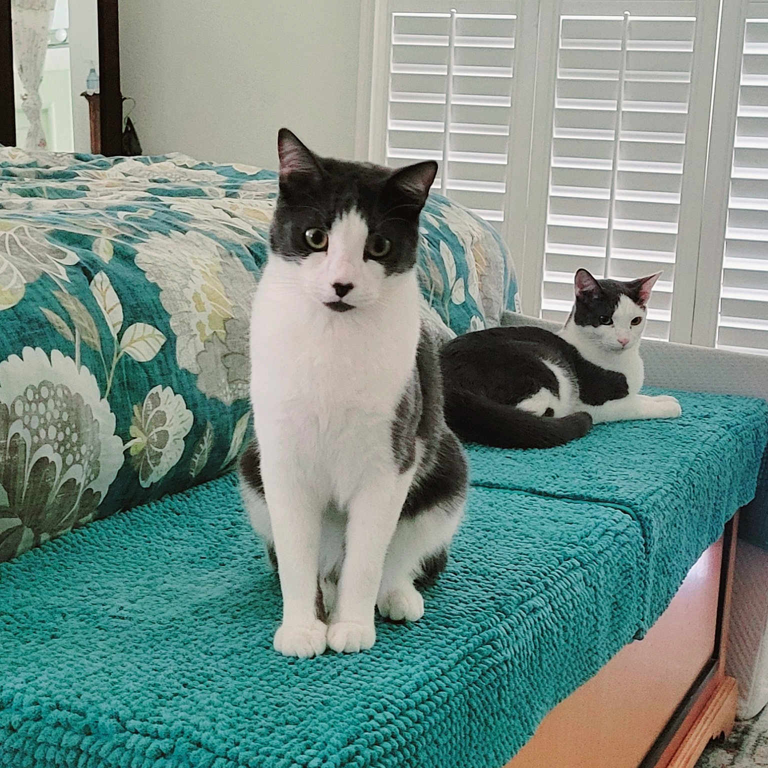 Cartman is registered to the contest to win money with this photo: animal, bed, bedroom, blanket, canine, cat, chaise, couch, cushion, dog, furniture, homedecor, indoors, kitten, manx, pet, pillow, quilt, room, window