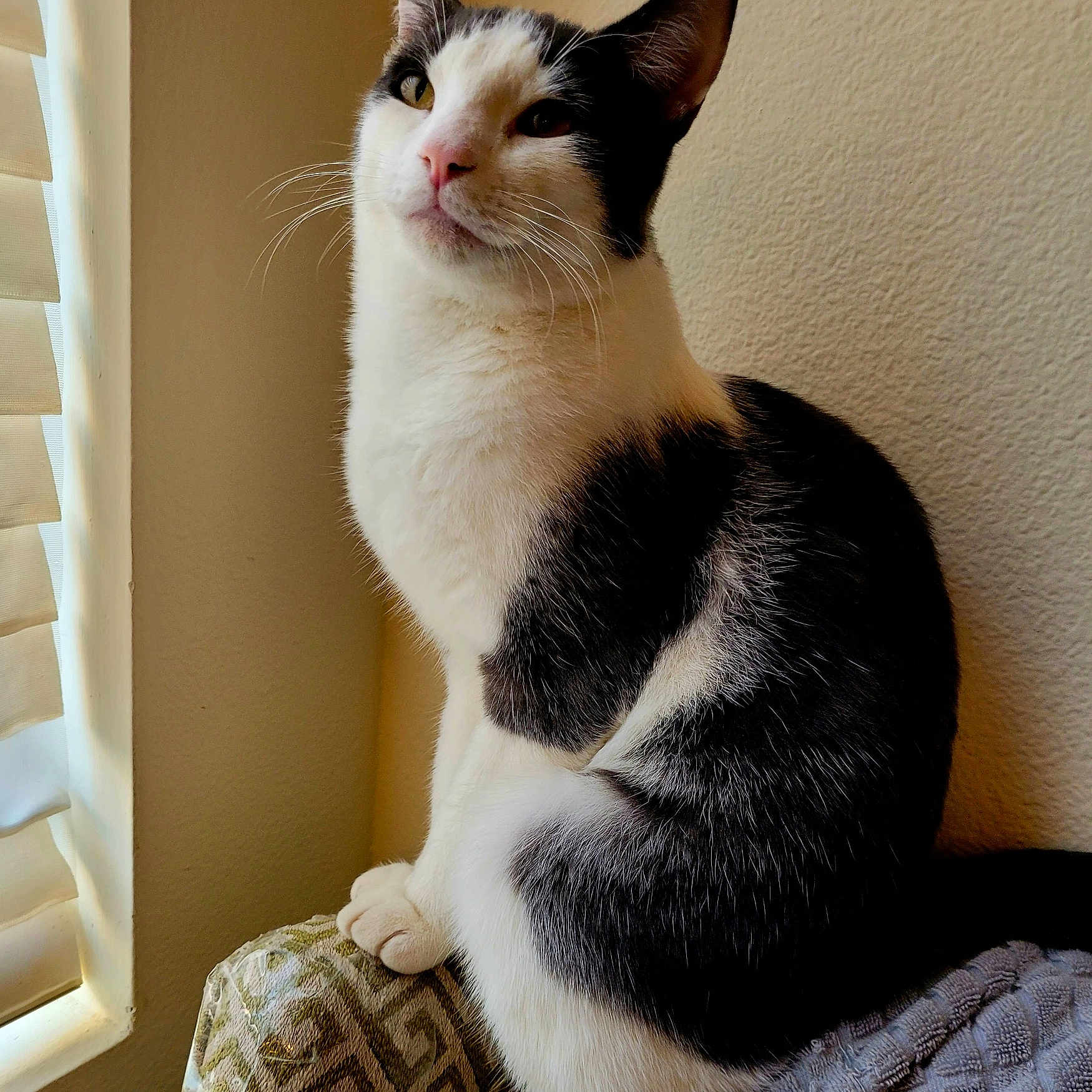 Simba