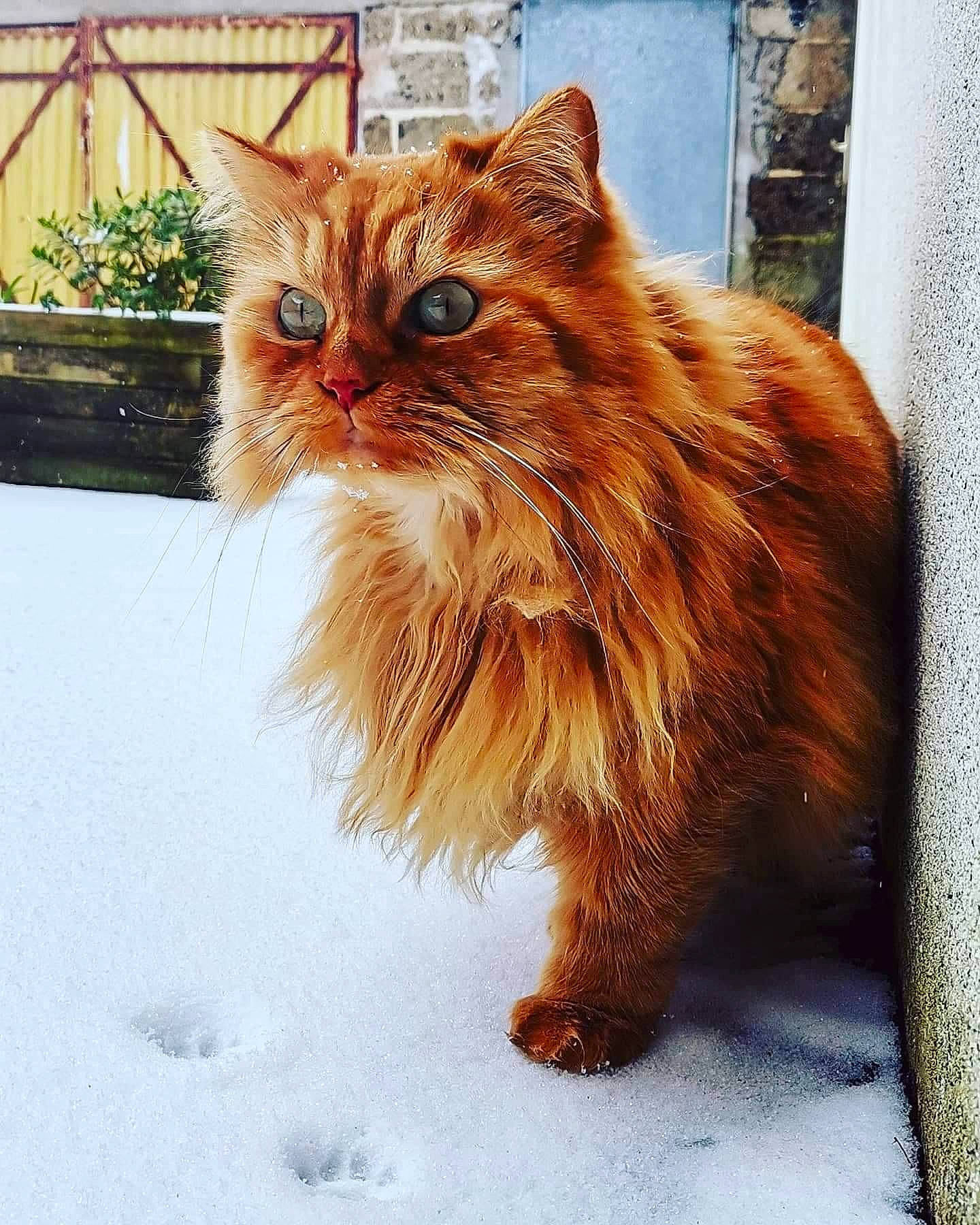 Leeroy a rejoint le concours — aidez-le/la à gagner de superbes lots ! british_longhair, carnivore, cat, eye, fawn, felidae, fur, glasses, maine_coon, persian, plant, small_to_medium_sized_cats, snout, snow, street_fashion, sunglasses, tail, terrestrial_animal, whiskers, window