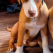 Boots is registered to the contest to win money with this photo: puppy, dog, brown, white, sitting, wooden_floor, indoor, pet, young_dog, canine, cute, looking_down, ears, flooring, animal, domestic_animal, portrait, young_pet, close_up, fur