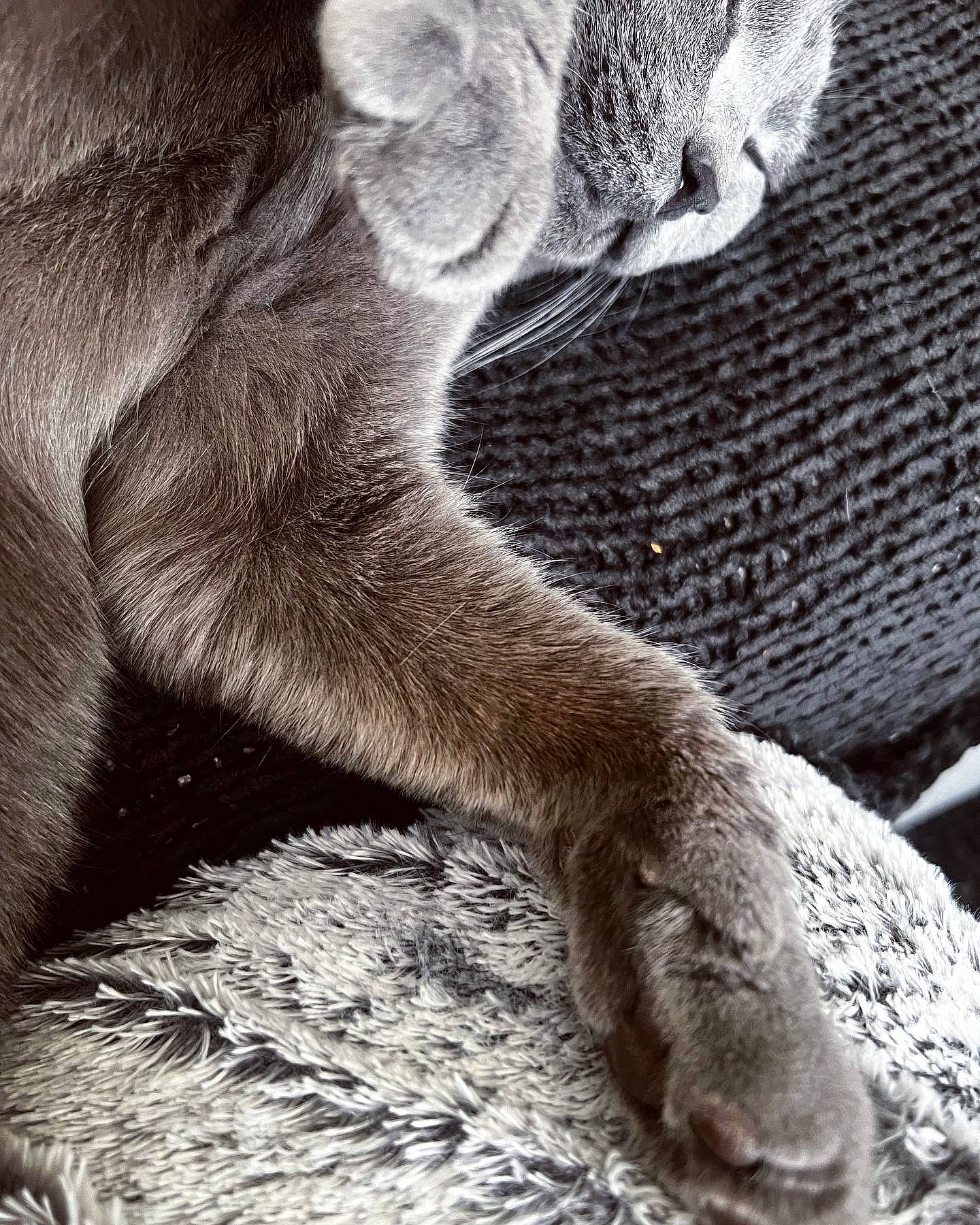 Rosemazy a rejoint le concours — aidez-le/la à gagner de superbes lots ! carnivore, cat, claw, comfort, felidae, fur, grey, human_leg, monochrome, monochrome_photography, nap, paw, sleep, small_to_medium_sized_cats, snout, tail, terrestrial_animal, whiskers, wildlife