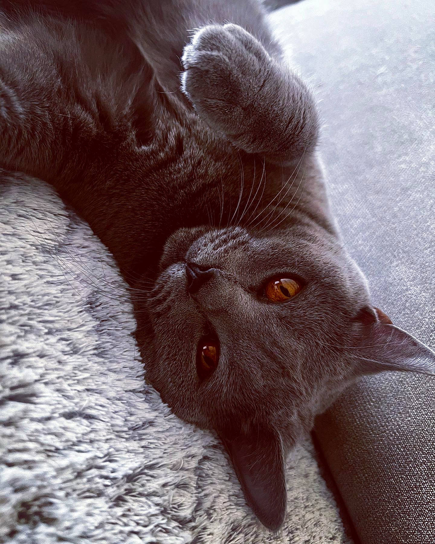 Rosemazy participe au concours pour gagner de l'argent avec cette photo : carnivore, cat, close_up, fawn, felidae, flesh, foot, fur, gesture, grey, liver, nail, paw, small_to_medium_sized_cats, snout, tail, terrestrial_animal, toe, whiskers, working_animal