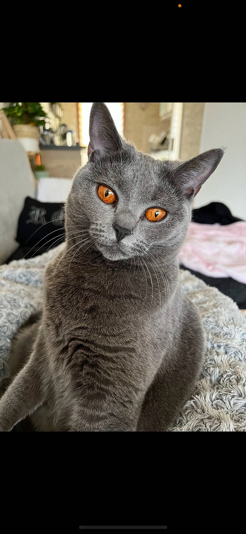 Rosemazy participe au concours pour gagner de l'argent avec cette photo : carnivore, cat, domestic_short_haired_cat, felidae, fur, grey, photo_caption, russian_blue, sitting, small_to_medium_sized_cats, snout, whiskers, window