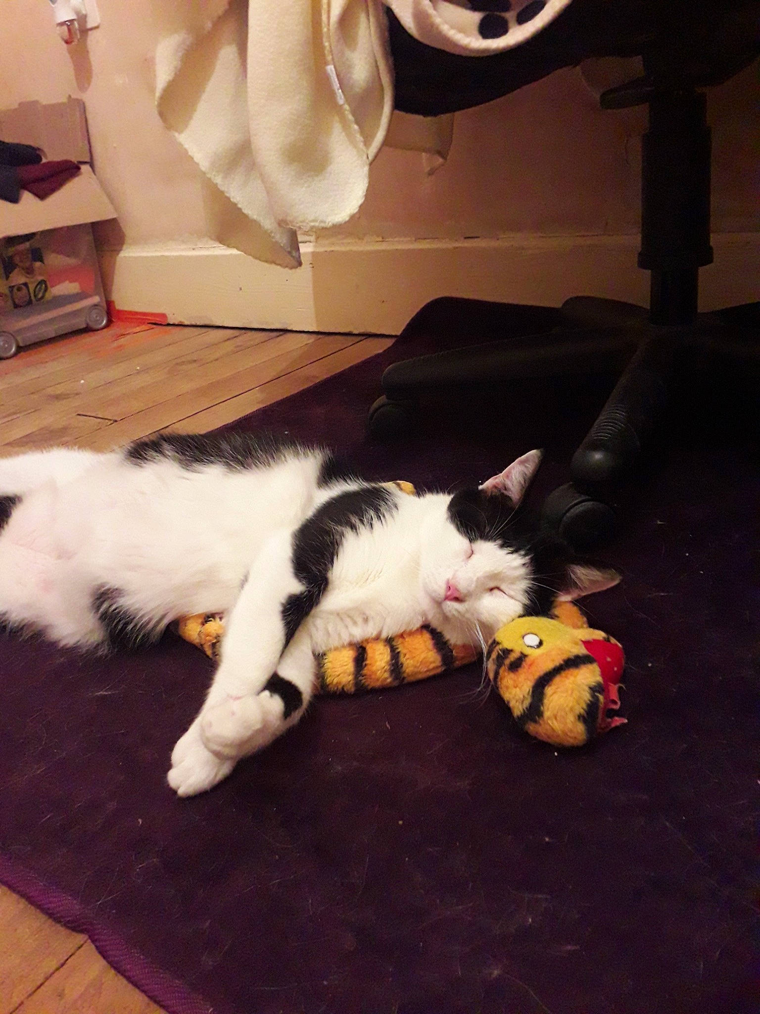 Fripon a rejoint le concours — aidez-le/la à gagner de superbes lots ! carnivore, cat, felidae, fur, kitten, paw, small_to_medium_sized_cats, tail, whiskers