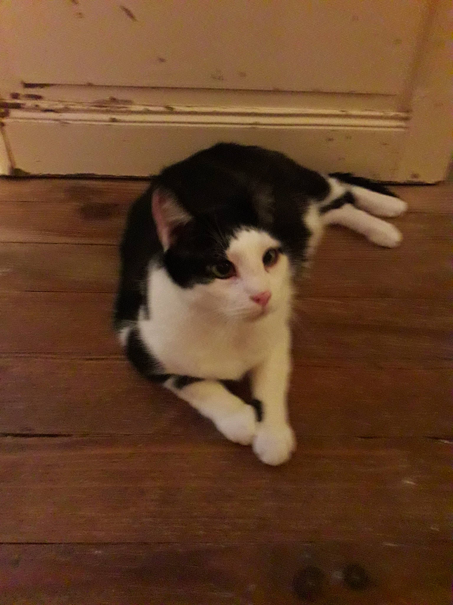 Fripon participe au concours pour gagner de l'argent avec cette photo : american_curl, american_wirehair, carnivore, cat, domestic_short_haired_cat, felidae, floor, flooring, fur, kitten, mammal, paw, polydactyl_cat, scottish_fold, small_to_medium_sized_cats, tail, vertebrate, whiskers