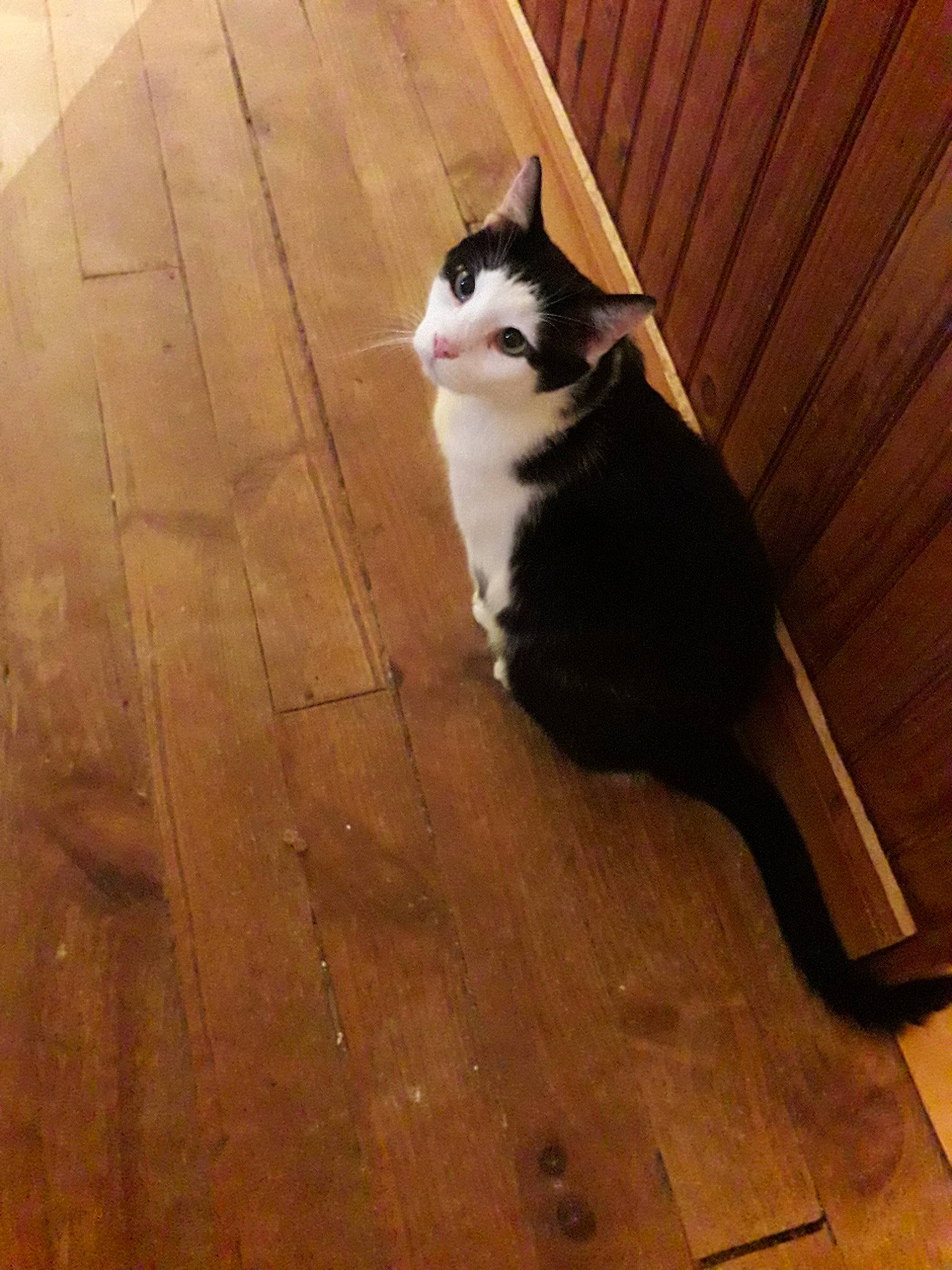 Fripon a rejoint le concours — aidez-le/la à gagner de superbes lots ! american_wirehair, carnivore, cat, domestic_short_haired_cat, fawn, felidae, floor, flooring, fur, hardwood, laminate_flooring, leg, mammal, pattern, small_to_medium_sized_cats, tail, whiskers, wood, wood_flooring, wood_stain