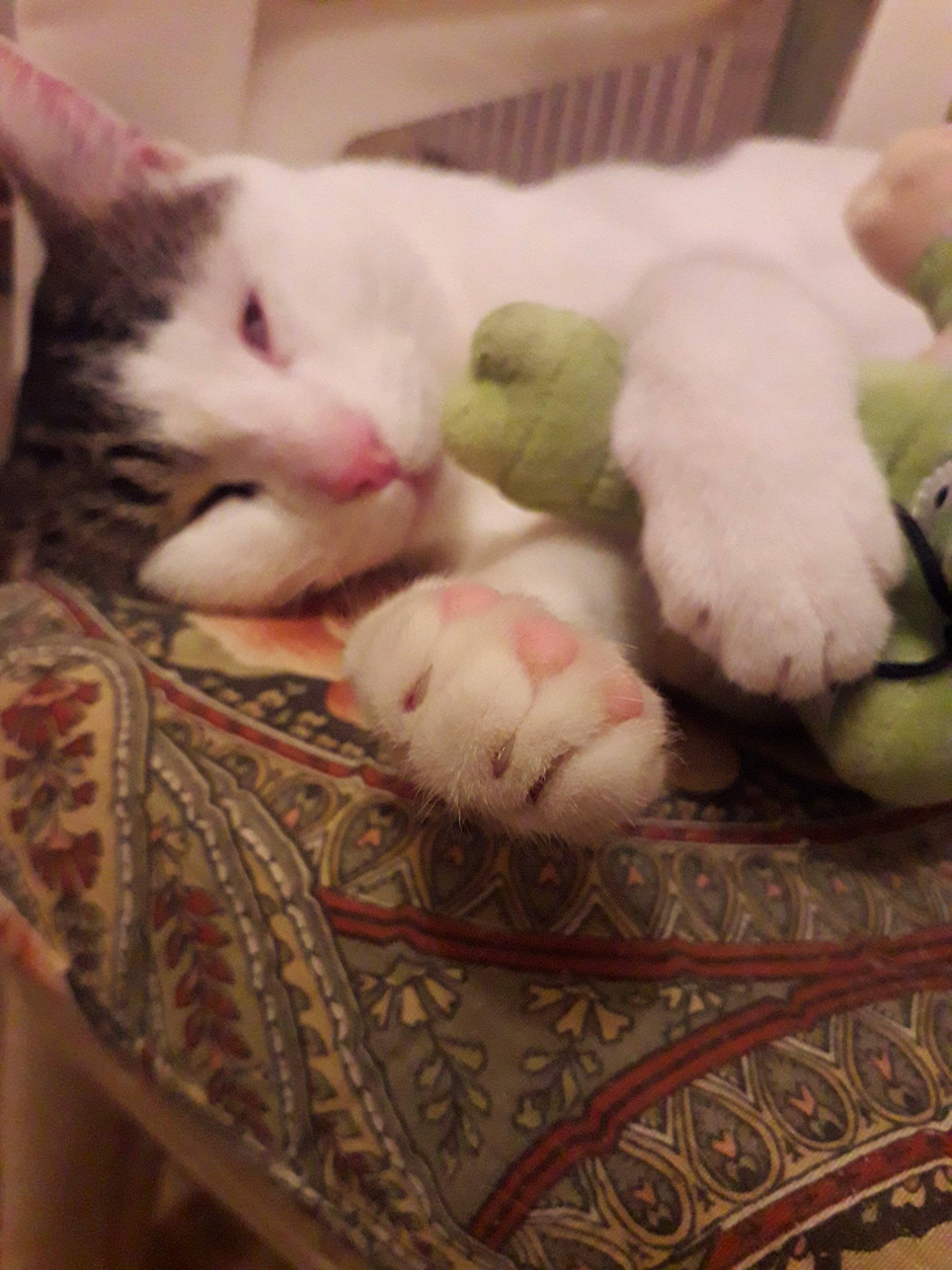 Flocki a rejoint le concours — aidez-le/la à gagner de superbes lots ! carnivore, cat, felidae, khao_manee, kitten, paw, small_to_medium_sized_cats, turkish_angora, turkish_van, whiskers