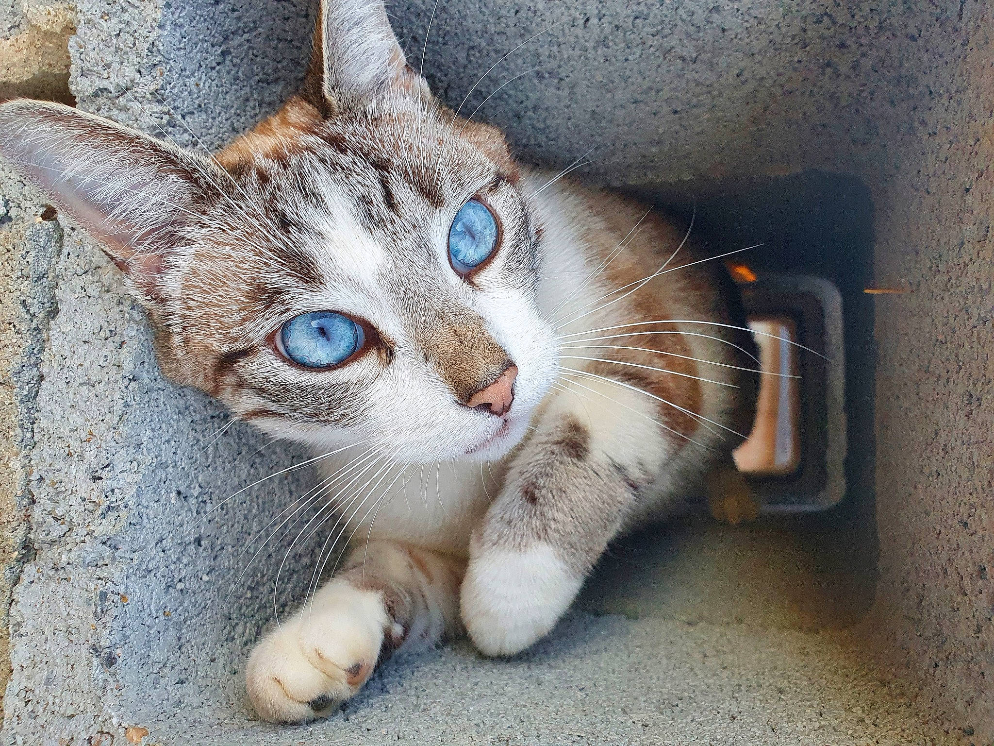 Michka participe au concours pour gagner de l'argent avec cette photo : aegean_cat, american_wirehair, asian, carnivore, cat, domestic_short_haired_cat, european_shorthair, eye, felidae, mammal, nose, ojos_azules, paw, polydactyl_cat, singapura, small_to_medium_sized_cats, snapshot, snout, tabby_cat, whiskers