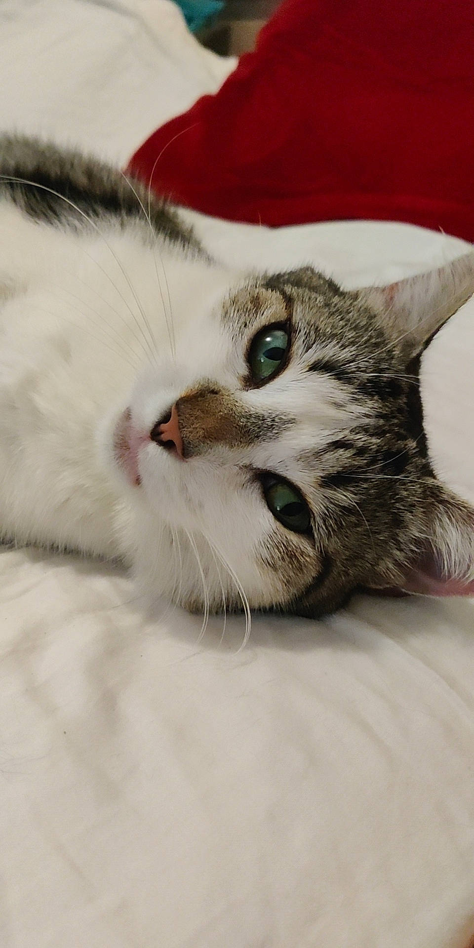 Pazou a rejoint le concours — aidez-le/la à gagner de superbes lots ! carnivore, cat, claw, comfort, domestic_short_haired_cat, felidae, fur, paw, small_to_medium_sized_cats, snout, whiskers