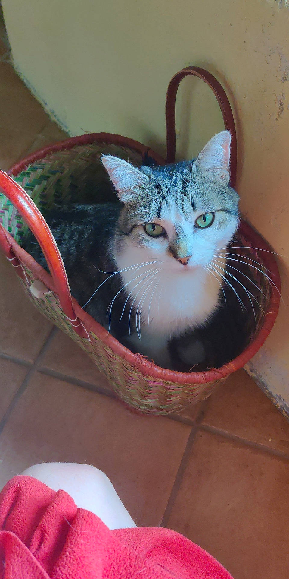 Pazou a rejoint le concours — aidez-le/la à gagner de superbes lots ! basket, box, cardboard, carmine, carnivore, cat, cat_furniture, cat_supply, comfort, domestic_short_haired_cat, fawn, felidae, fur, pet_supply, sitting, small_to_medium_sized_cats, snout, whiskers, wicker, window