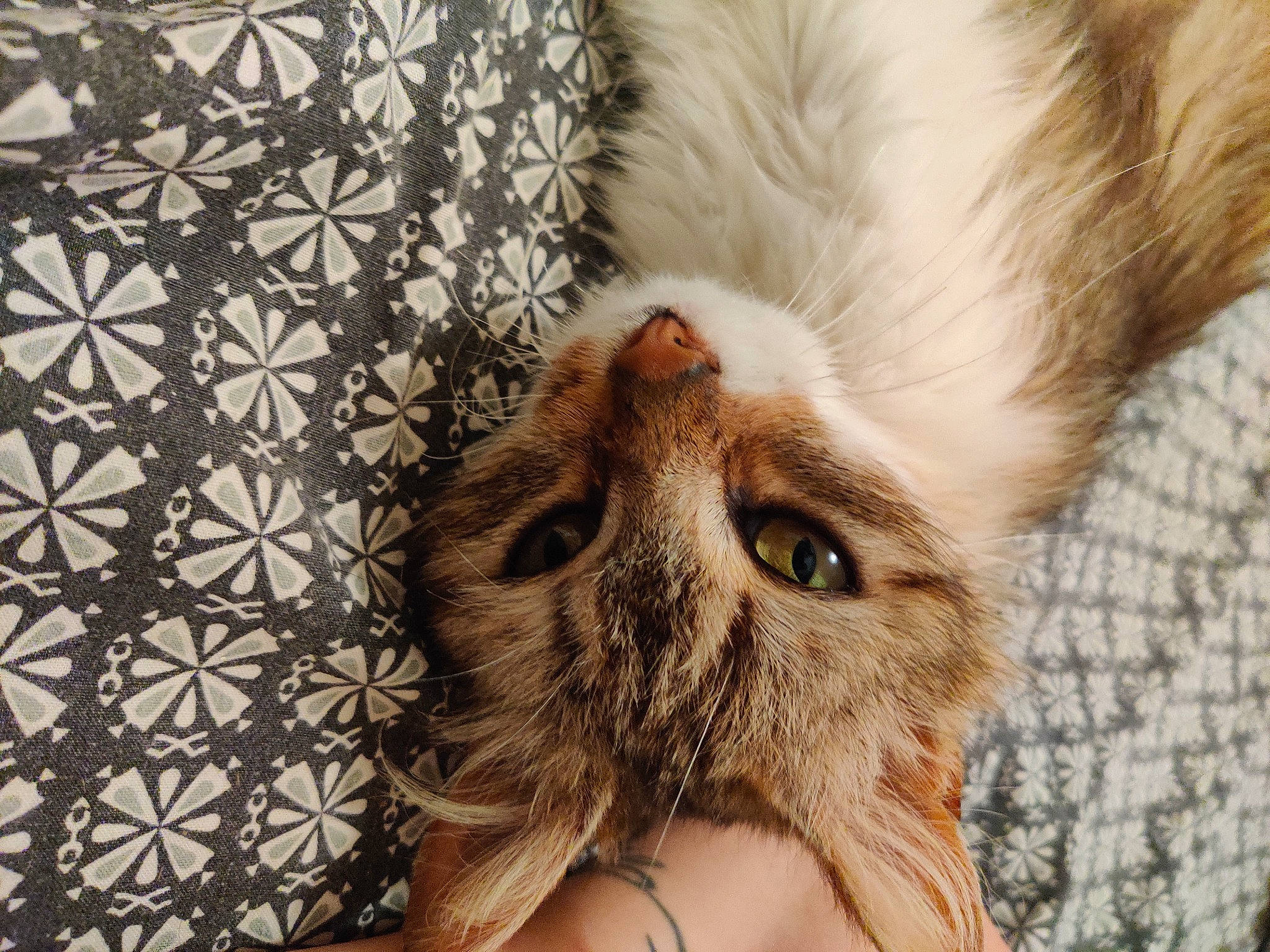 Tilli a rejoint le concours — aidez-le/la à gagner de superbes lots ! beard, carnivore, cat, comfort, domestic_short_haired_cat, ear, eye, fawn, felidae, fur, head, leg, paw, plant, small_to_medium_sized_cats, snout, tail, terrestrial_animal, whiskers, wood