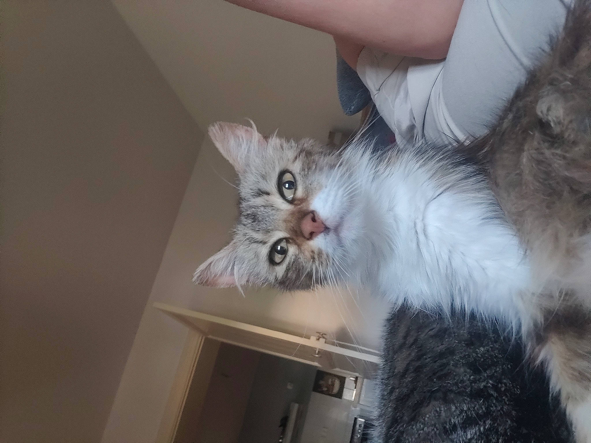 Tilli participe au concours pour gagner de l'argent avec cette photo : carnivore, cat, claw, comfort, domestic_short_haired_cat, drawer, felidae, fur, paw, shelf, small_to_medium_sized_cats, tail, whiskers