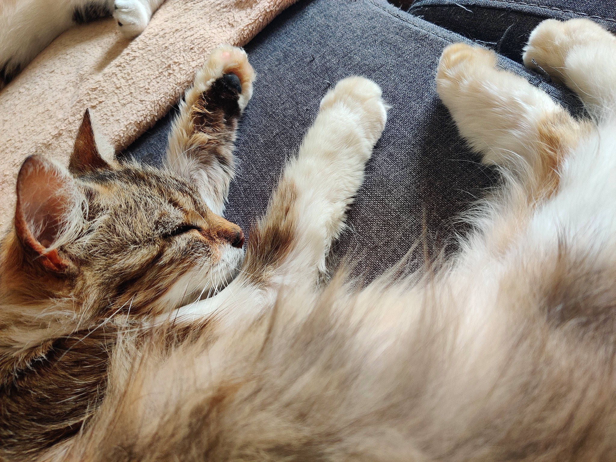 Tilli a rejoint le concours — aidez-le/la à gagner de superbes lots ! carnivore, cat, claw, comfort, domestic_short_haired_cat, fawn, felidae, fur, mammal, paw, sleep, small_to_medium_sized_cats, snout, tail, terrestrial_animal, vertebrate, whiskers, wildlife, wood