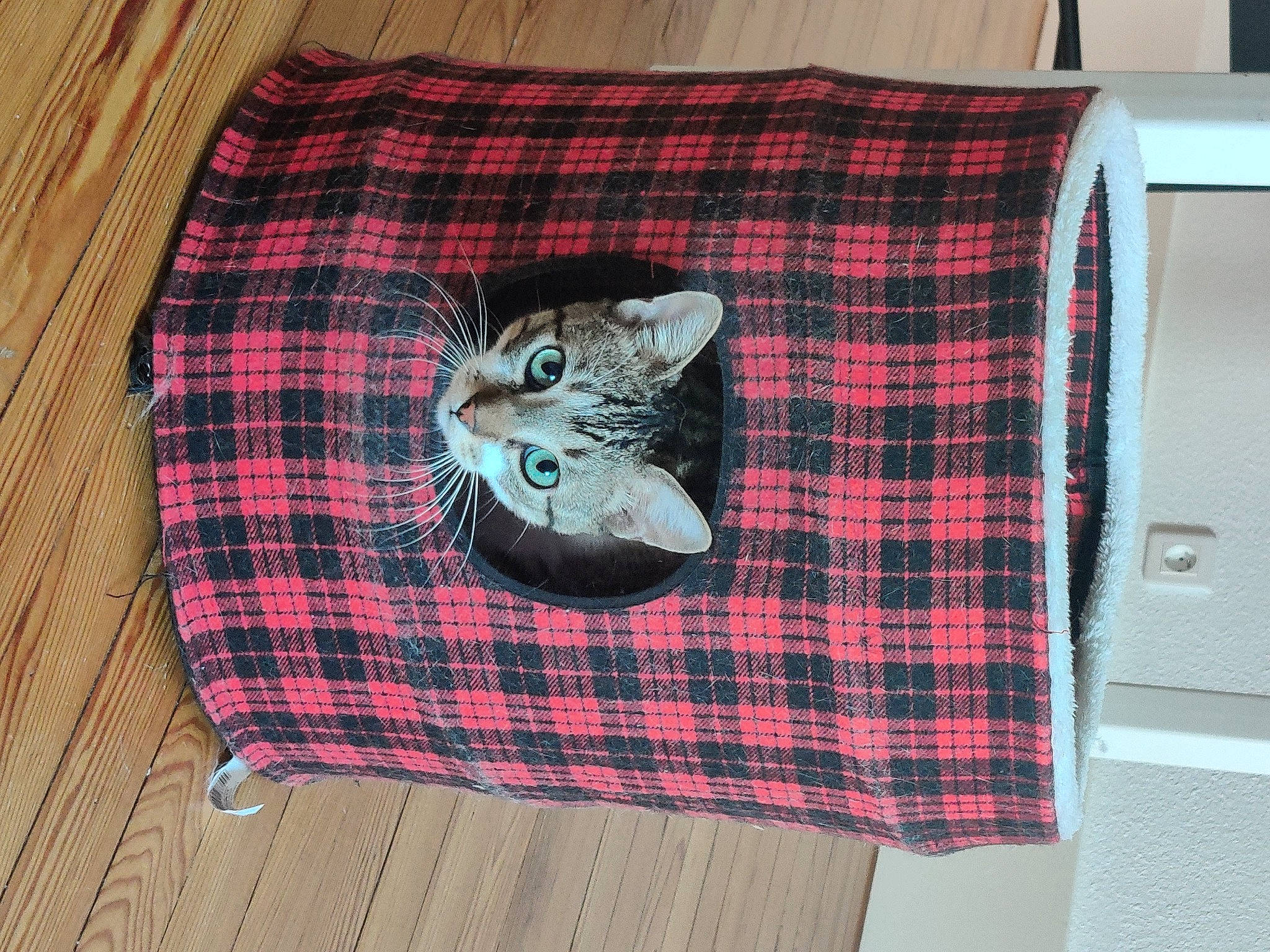 Themis participe au concours pour gagner de l'argent avec cette photo : bag, carnivore, comfort, felidae, flooring, fur, grey, linens, luggage_and_bags, mat, pattern, plaid, product, rectangle, sleeve, small_to_medium_sized_cats, tartan, textile, whiskers, wood