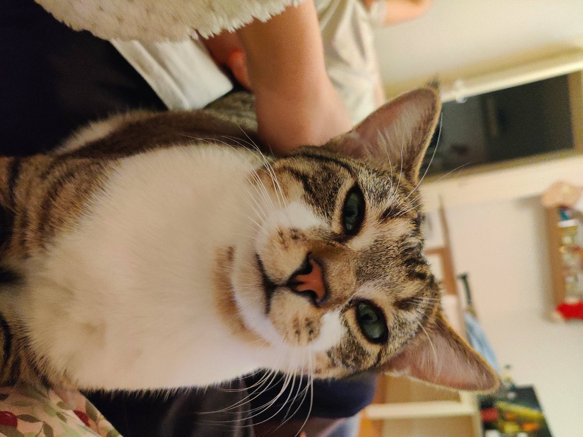 Themis a rejoint le concours — aidez-le/la à gagner de superbes lots ! bookcase, carnivore, cat, comfort, domestic_short_haired_cat, ear, felidae, fur, paw, shelf, small_to_medium_sized_cats, snout, whiskers