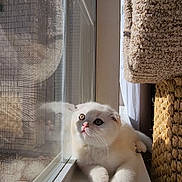 David Duong joined the competition — help win amazing prizes! kitten, cat, white_cat, window, sunlight, reflection, pets, indoor, cozy, curious, fur, whiskers, ears, paws, cat_tree, resting, home, daylight, animal, cute