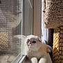 kitten, cat, white_cat, window, sunlight, reflection, pets, indoor, cozy, curious, fur, whiskers, ears, paws, cat_tree, resting, home, daylight, animal, cute