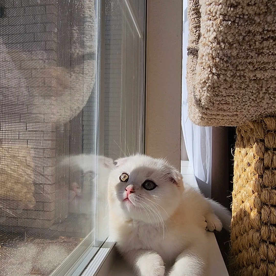 David Duong joined the competition — help win amazing prizes! animal, cat, cat_tree, cozy, curious, cute, daylight, ears, fur, home, indoor, kitten, paws, pets, reflection, resting, sunlight, whiskers, white_cat, window