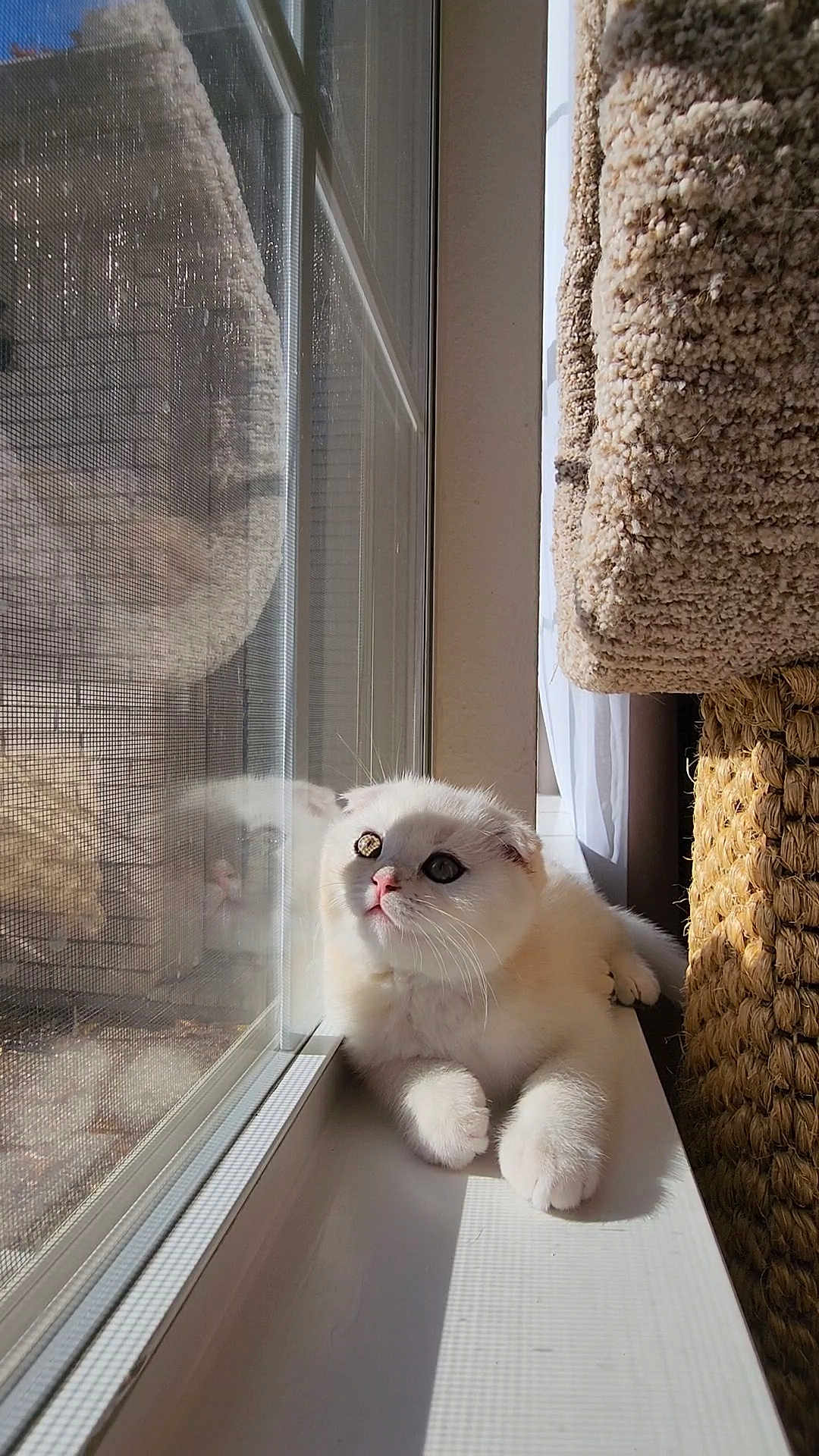 David Duong joined the competition — help win amazing prizes! kitten, cat, white_cat, window, sunlight, reflection, pets, indoor, cozy, curious, fur, whiskers, ears, paws, cat_tree, resting, home, daylight, animal, cute
