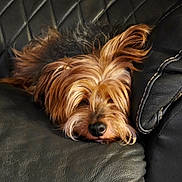 Harley is registered to the contest to win money with this photo: dog, pet, fur, leather, couch, resting, sleepy, closeup, animal, canine, indoor, relaxed, brown_fur, snout, ears, whiskers, cozy, comfort, home, portrait
