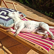 Crapule participe au concours pour gagner de l'argent avec cette photo : dog, lounge_chair, cushion, sunlight, outdoor, relaxing, pet, white_dog, striped_fabric, tile_floor, garden, nap, summer, sunny_day, resting, canine, small_dog, wooden_frame, peaceful, nature