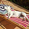 dog, lounge_chair, cushion, sunlight, outdoor, relaxing, pet, white_dog, striped_fabric, tile_floor, garden, nap, summer, sunny_day, resting, canine, small_dog, wooden_frame, peaceful, nature