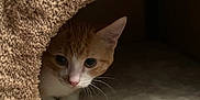 Loki a rejoint le concours — aidez-le/la à gagner de superbes lots ! abyssinian, animal, blanket, cat, den, hole, indoors, kitten, manx, pet, quilt, siamese, towel