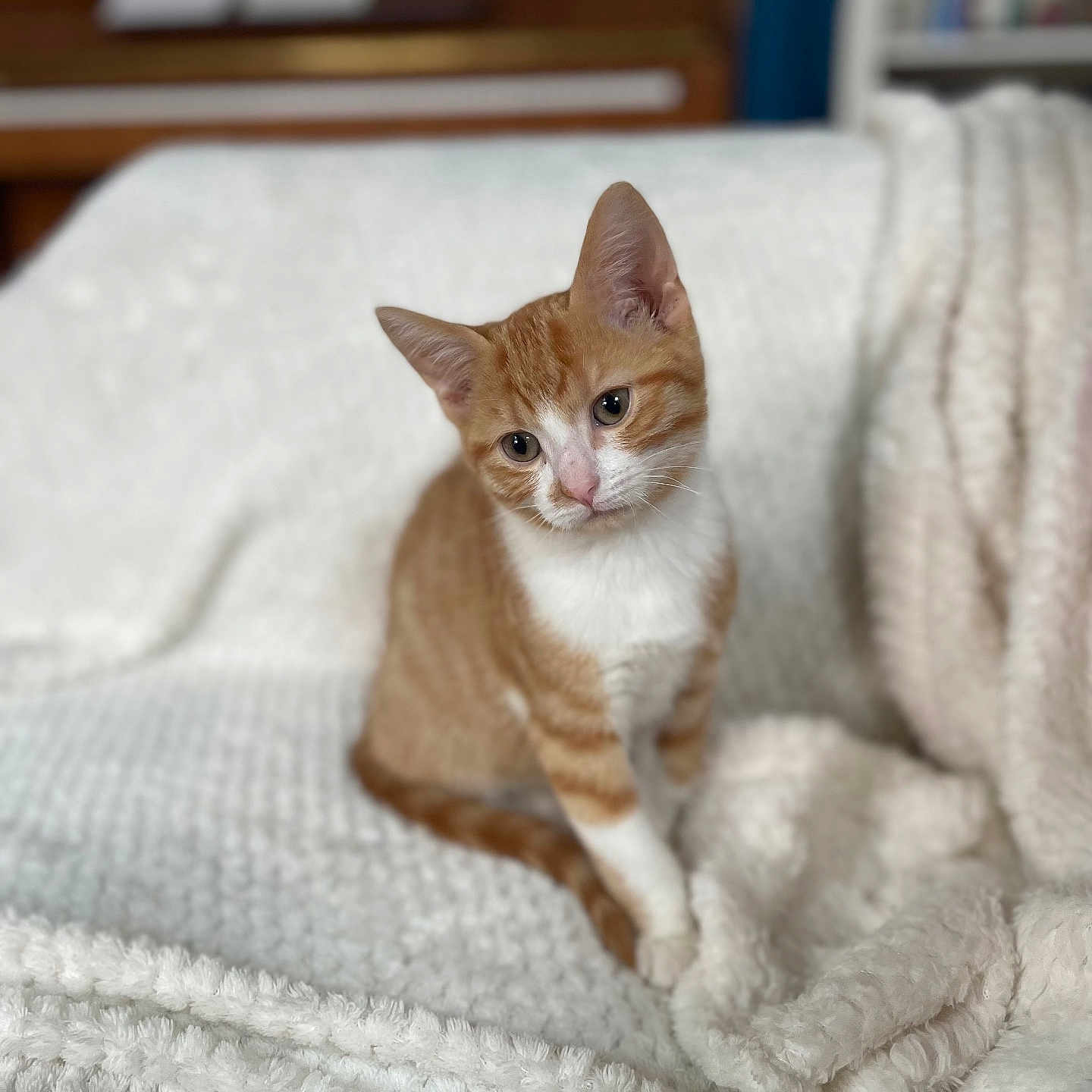 Loki participe au concours pour gagner de l'argent avec cette photo : abyssinian, animal, bed, bedroom, blanket, cat, furniture, indoors, kitten, manx, pet, quilt, room, white