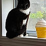 Ruby is registered to the contest to win money with this photo: animal, black_and_white, cat, curious, decor, domestic_cat, feline, ice_cream_cone_object, indoor, natural_light, pet, plant_outside, quiet, screen, sitting, tuxedo_cat, whiskers, white_paws, window, windowsill