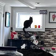 Ruby is registered to the contest to win money with this photo: bag, cat, container, counter, cup, decoration, furniture, household, indoor, kitchen, lamp, light, microwave, mug, shadow, silhouette, tile_backsplash, wall_art, window, window_sill