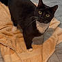 Ruby joined the competition — help win amazing prizes! alert, animal, black_and_white, cat, close_up, curious, cute, domestic_cat, floor, fur, indoor, looking_up, paw, pet, standing, tile_floor, towel, tuxedo_cat, whiskers, yellow_eyes