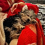 Benji is registered to the contest to win money with this photo: adorable, bed, blanket, closeup, comfortable, cozy, cute, dog, fur, indoor, nap, paw, pet, puppy, red_blanket, relaxation, resting, sleeping, small_dog, soft_texture