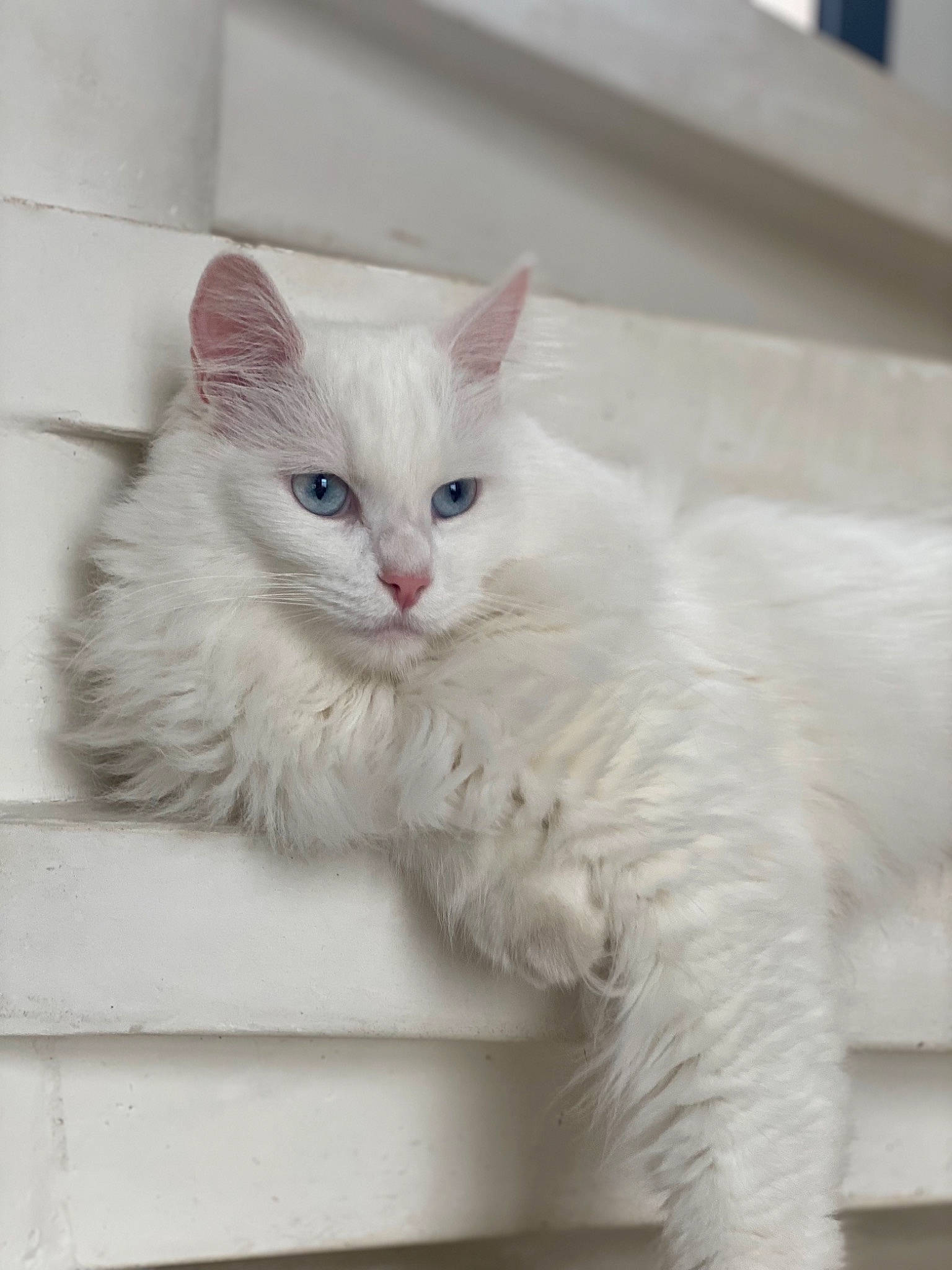 Elliott a rejoint le concours — aidez-le/la à gagner de superbes lots ! carnivore, cat, claw, comfort, domestic_short_haired_cat, felidae, fur, paw, small_to_medium_sized_cats, snout, whiskers