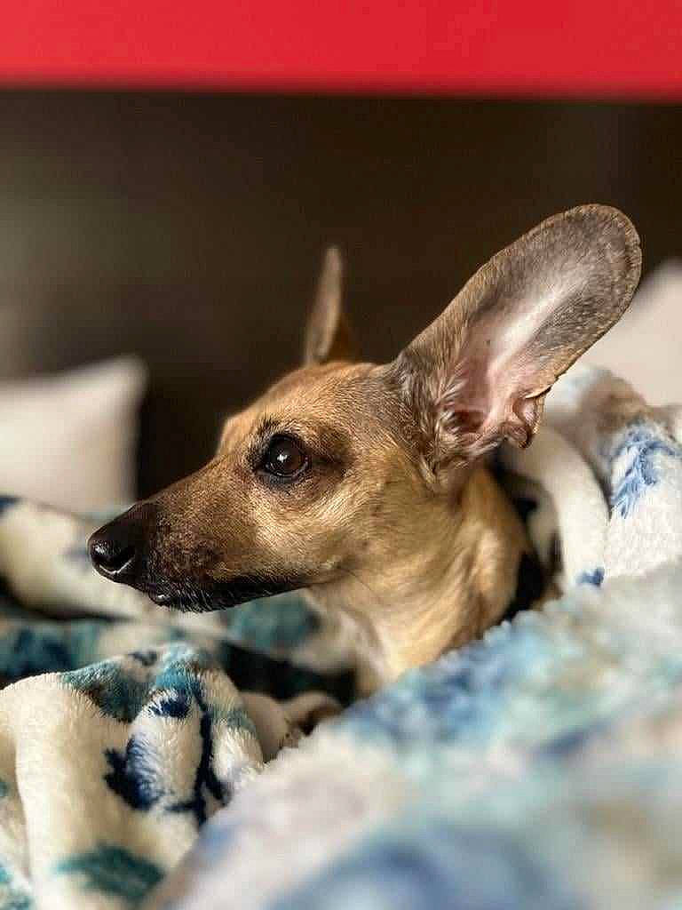 Bailey Jordan Cruz is registered to the contest to win money with this photo: art, canidae, carnivore, companion_dog, dog, dog_breed, ear, fawn, fur, non_sporting_group, snout, sporting_group, terrestrial_animal, toy_dog, whiskers, wildlife