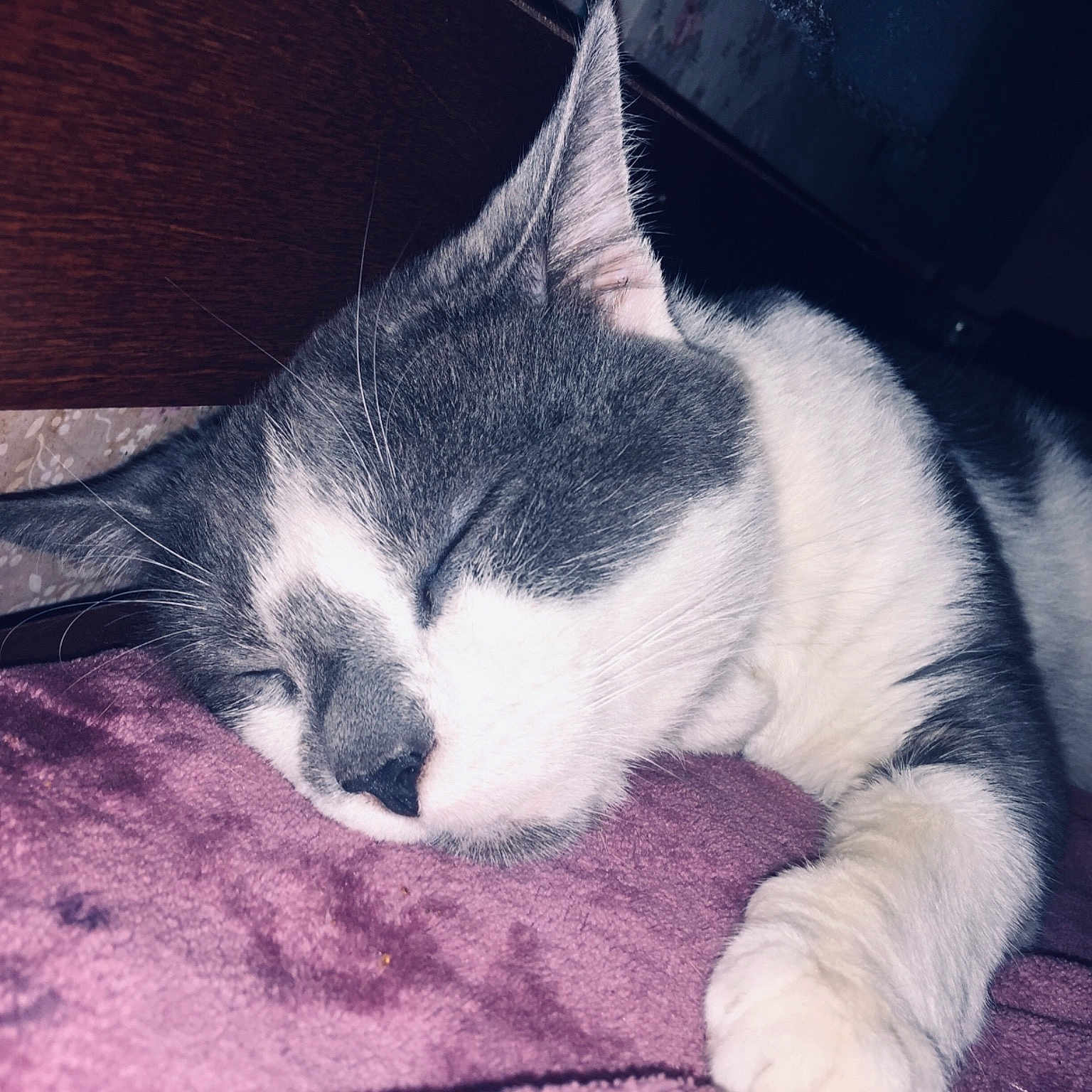 Ocyrus is registered to the contest to win money with this photo: cat, cat_like_mammal, domestic_short_haired_cat, eye, fur, kitten, mammal, nap, nose, organ, paw, small_to_medium_sized_cats, snout, whiskers