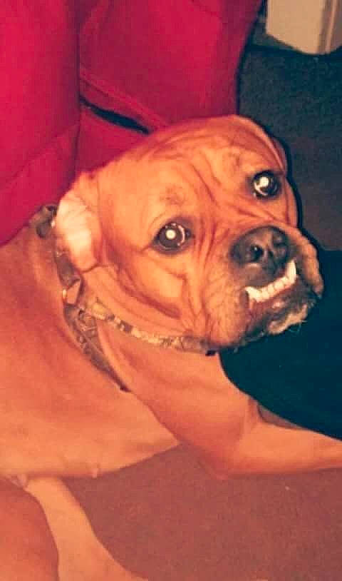 Champagne joined the competition — help win amazing prizes! boxer, bullmastiff, carnivoran, companion_dog, dog, dog_breed, dog_breed_group, dog_like_mammal, dogue_de_bordeaux, fawn, old_english_bulldog, olde_english_bulldogge, puggle, puppy, snout, valley_bulldog, vertebrate