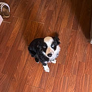 Bear joined the competition — help win amazing prizes! dog, puppy, black_and_white, blue_eyes, wooden_floor, indoor, pet, sitting, looking_up, curious, flooring, slipper, home, cozy, animal, canine, fur, small_dog, companion, domestic